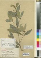 Isotype of Linociera marlothii Knobl. [family OLEACEAE]