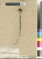 Filed as Selago dolosa Hilliard [family SCROPHULARIACEAE]