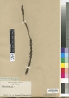 Filed as Hebenstretia dentata L. [family SCROPHULARIACEAE]