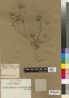 Filed as Caucalis platycarpos L. subsp. muricata (Bischoff ex Cel.) Tichomirov [family UMBELLIFERAE/APIACEAE]