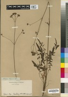 Filed as Valeriana capensis Thunb. [family VALERIANACEAE]