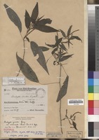 Isotype of Acalypha striolata Lingelsh. [family EUPHORBIACEAE]