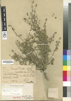 Isotype of Tinnea juttae Dinter [family LABIATAE/LAMIACEAE]