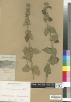 Filed as Ballota hispanica (L.) Benth. [family LABIATAE/LAMIACEAE]