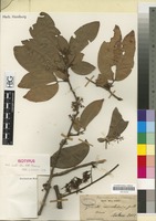 Isotype of Cynometra neocaledonica Guillaumin [family LEGUMINOSAE/FABACEAE]