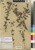 Isotype of Agathisanthemum bojeri Klotzsch subsp. australe Bremek. [family RUBIACEAE]