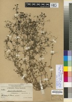 Syntype of Galium tenuissimum M. Bieb. var. brevipes Bornm. [family RUBIACEAE]