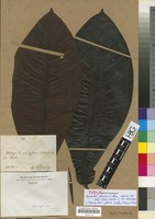 Type of Pausinystalia johimbe (K. Schum.) Pierre ex Beille [family RUBIACEAE]