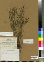 Isotype of Justicia psammophila Mildbr. [family ACANTHACEAE]