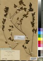 Acharia tragodes in Global Plants on JSTOR