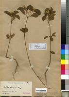 Isotype of Cyathula erinacea Schinz [family AMARANTHACEAE]