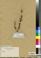 Type? of Achyranthes avicularis E. Meyer ex Moq. in DC. [family AMARANTHACEAE]