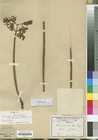 Isotype of Kalanchoe lateritia Engl. [family CRASSULACEAE]