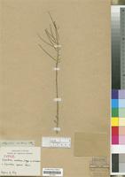 Type of Sisymbrium montanum E. Meyer ex O.E. Schulz [family CRUCIFERAE/BRASSICACEAE]