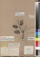 Lectotype of Strychnos sansibariensis Gilg [family LOGANIACEAE]