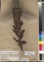 Type of Protea punctata Meisn. [family PROTEACEAE]