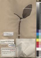 Isotype of Protea madiensis Oliv. f. pilosa Engl. [family PROTEACEAE]