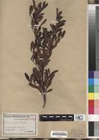 Isotype of Guioa crenulata Radlk. [family SAPINDACEAE]