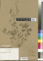 Filed as Linaria reflexa (L.) Chaz. [family SCROPHULARIACEAE]