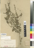 Isotype of Tinnea juttae Dinter [family LABIATAE/LAMIACEAE]