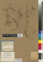 Filed as Vicia onobrychioides L. [family LEGUMINOSAE/FABACEAE]