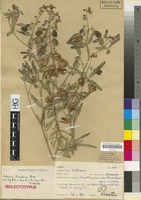 Isolectotype of Crotalaria barnabassii Dinter ex Baker f. [family LEGUMINOSAE/FABACEAE]