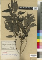 Isotype of Coprosma strigulosa Lauterb. [family RUBIACEAE]