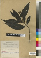 Isotype of Adina zschokkei Elmer [family RUBIACEAE]