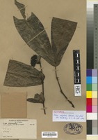 Isotype of Ixora otophora Bremek. [family RUBIACEAE]