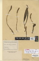 Isotype of Aa fiebrigii (Schltr.) Schltr. [family ORCHIDACEAE]