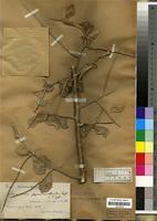 Holotype of Commiphora pyracanthoides Engl. [family BURSERACEAE]