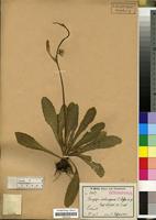 Isosyntype of Conyza subscaposa O. Hoffm. [family COMPOSITAE/ASTERACEAE]