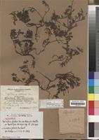 Isotype of Portulaca fischeri Pax var. robusta Poelln. [family PORTULACACEAE]