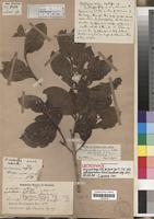 Lectotype of Strychnos tonga Gilg [family LOGANIACEAE]
