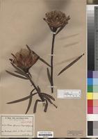 Isotype of Protea baumii Engl. & Gilg [family PROTEACEAE]