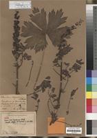 Type of Aconitum thyraicum Blocki [family RANUNCULACEAE]