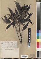 Isolectotype of Guioa discolor Radlk. [family SAPINDACEAE]