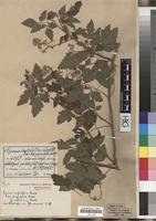 Isotype of Serjania confertiflora Radlk. f. subincana Radlk. [family SAPINDACEAE]