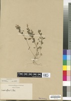 Filed as Linaria reflexa (L.) Chaz. [family SCROPHULARIACEAE]