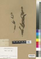 Filed as Stachys coccinea Ortega [family LABIATAE/LAMIACEAE]