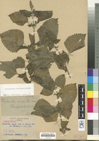 Paratype of Plectranthus aurifer Dinter ex Launert [family LABIATAE/LAMIACEAE]