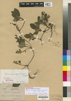 Isotype of Sabicea leucocarpa (K. Krause) Mildbr. [family RUBIACEAE]