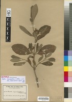 Isotype of Pavetta stipulopallium K. Schum. [family RUBIACEAE]