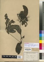 Isotype of Pavetta holstii K. Schum. [family RUBIACEAE]