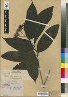 Isotype of Pavetta atra Merr. [family RUBIACEAE]