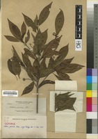 Isotype of Adina garciae Elmer [family RUBIACEAE]