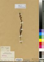 Isotype of Disa aconitoides Sond. subsp. aconitoides [family ORCHIDACEAE]