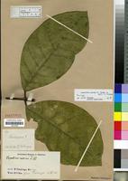Paratype of Landolphia maxima (K. Schum. ex Hallier f.) Pichon [family APOCYNACEAE]