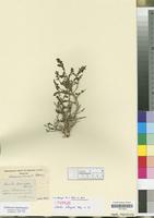 Type? of Sevada schimperi Moq. [family CHENOPODIACEAE]