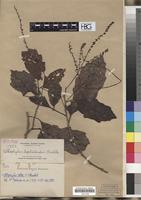 Isotype of Allophylus leptocladus Radlk. [family SAPINDACEAE]